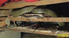 [��ֳ�¸�����]�������ߺ�׬Ǯ