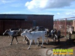 [ÿ��ũ��]����ɭ�� ѱ¹������׬Ǯ