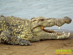 [�����е�������]�����������Ƹ�