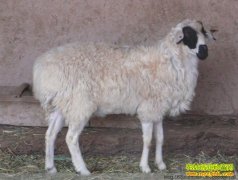 [ũ���������]�Ͷ���������ֳ������Ƶ