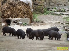 [ũ�����]����������ֳ������Ƶ