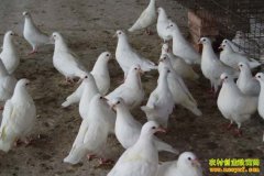 [ũ�����]����������ֳ������Ƶ