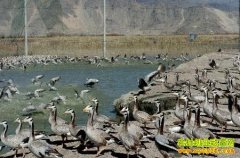 [ÿ��ũ��]�仧���� ��ͷ����ֳ��Ч��