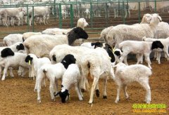 [�����е�]��ҫ��������׷����