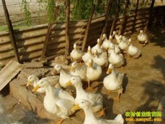 [ÿ��ũ��]������ֳӣ�ҹ�Ѽ׬Ǯ��