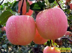 [ÿ��ũ��]������� ��ˮƻ������������