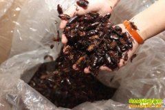 [�Ƽ�Է��ֳ���]��������ֳ���޴����Ƶ