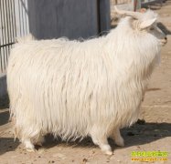 [ÿ��ũ��]���޼��� ����ɽ�����¸�