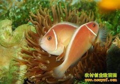 [�����е���ˮ����ֳ]֣�ŷǵĺ�������