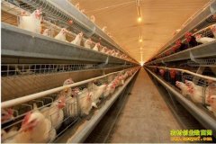 [ũ�����]����1�ŵ�����ֳ������Ƶ