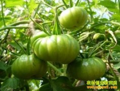 [ũ�����]�ӽ��������ּ�����Ƶ