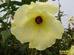 [�Ƽ�Է�𻨿���ֲ]Ұ������¸���