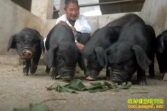 [ũ���¸���Ŀ]��ֳ������ ߵ���¸���