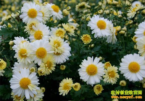 ���׾���ֲ