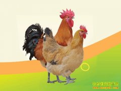 [ũ�����]������ŻƼ�3������ϵ��ֳ������Ƶ