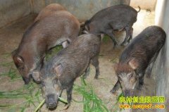 [ÿ��ũ����Ұ��]�ӽ���Ұ��Ҳ׬Ǯ(��)