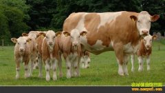 [��ţ�¸�����]���˻���ţ69ͷ�����¸�