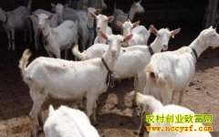 [ũ�����]���ϰ�ɽ����ֳ������Ƶ