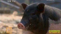 [ÿ��ũ������]60�����������������