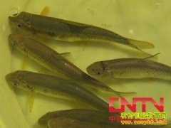 [ÿ��ũ����������]С�㲻��ɽ ����������