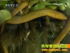 [ÿ��ũ��]����ˮ��«��������æ�Ļ���������