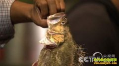 [�¸���������]ʯ�˻�������н �����Լ�ȥ��ҵ