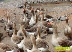 Ů��ѧ������ź�ϼ��������ֳ�¸���