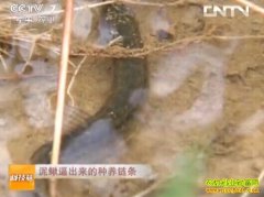 ����/���Ĳ�/����/Ӭ����������