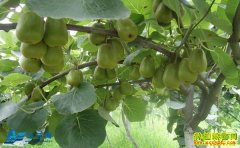 [�Ƽ�Է]�������ֲݡ��ų��Ӷ�Ϊ�ֺ�⨺���