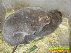 [�����е�]����ʯ������ֳ��������ĲƸ�