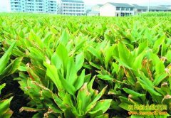 [ũ�����]ݭ����ֲ������Ƶ