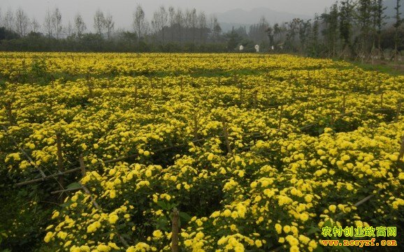 �����ʾ�