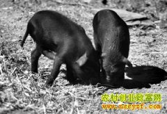 [ũ���������]�����������ּ�����Ƶ