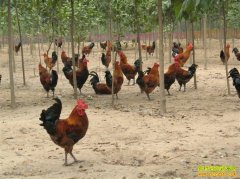 [�����¸�����]�ϳ�����ֳ���������С���