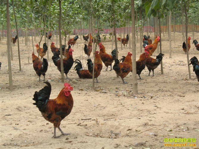 ������ֳ