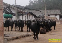 [ÿ��ũ��]����Ѫͳ ˮţ����æ����