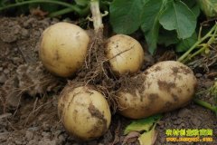 [�����е�]�����ɽ����������С��