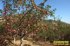 [ũ�����]������ԭ��ƻ��������Ƶ