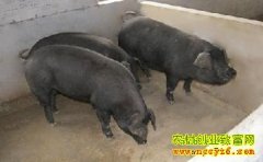 [ũ���������]³��������ֳ��Ƶ