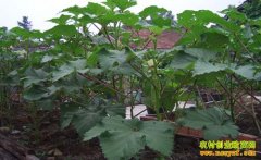 [�Ƽ�Է]���ɻ�����������п����������