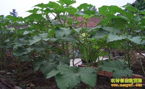 �������ֲ