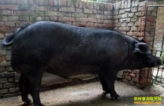 [ÿ��ũ������]һ�ڵ��׵Ĺ��к�����ֳǰ��