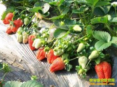 [ũ�����]�չ����Ҳ�ݮ����Ʒ�ֽ�����Ƶ