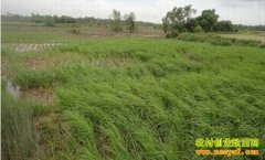 [�Ƽ�Է]���ں�ˮ��ĵ���