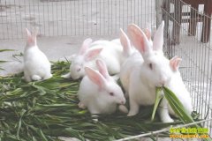 [ũ�����]����������ֳ������Ƶ