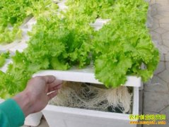 [ũ�����]ˮ��������ֲ������Ƶ