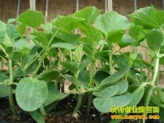 [ũ�����]��ϼ޽����缼����Ƶ