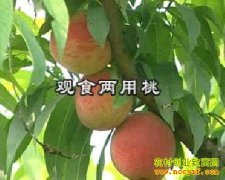 ��ʳ��������Ʒ�ֽ�����֪���ͺش�