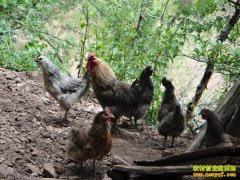 [ũ�����]��ƺ��ë����ֳ������Ƶ