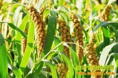 [ũ�����]��������Ʒ�ֽ�����Ƶ